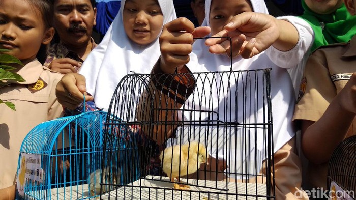 Detail Gambar Ayam Dan Kucing Nomer 44