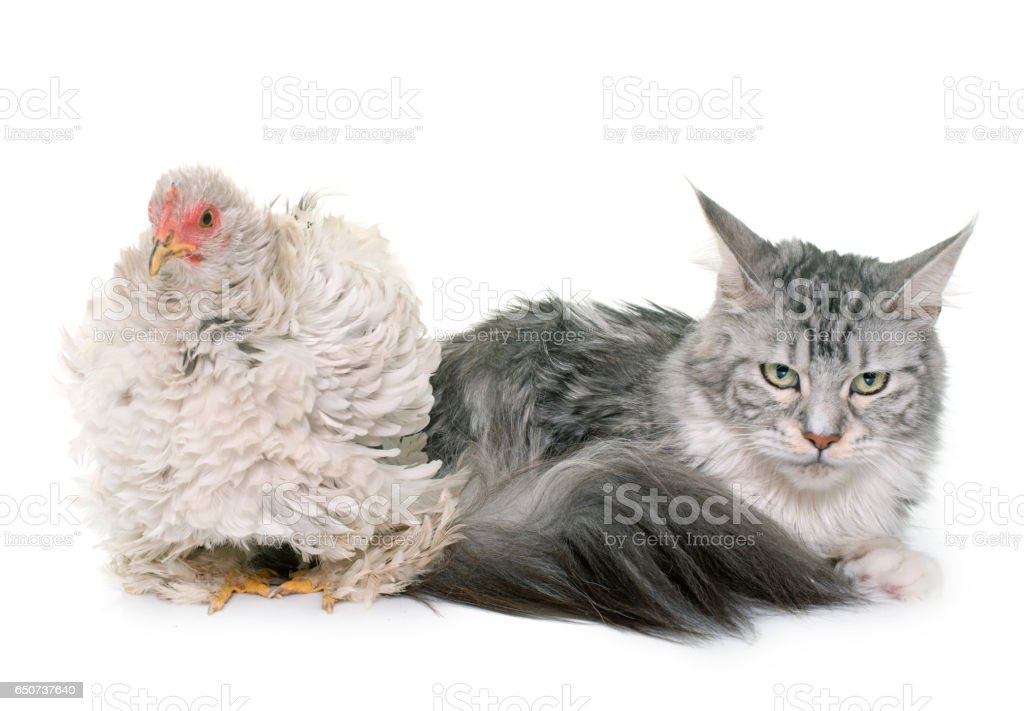 Detail Gambar Ayam Dan Kucing Nomer 9