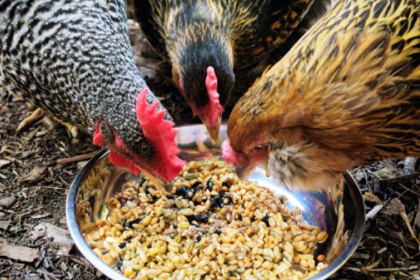 Detail Gambar Ayam Dan Makanannya Nomer 11