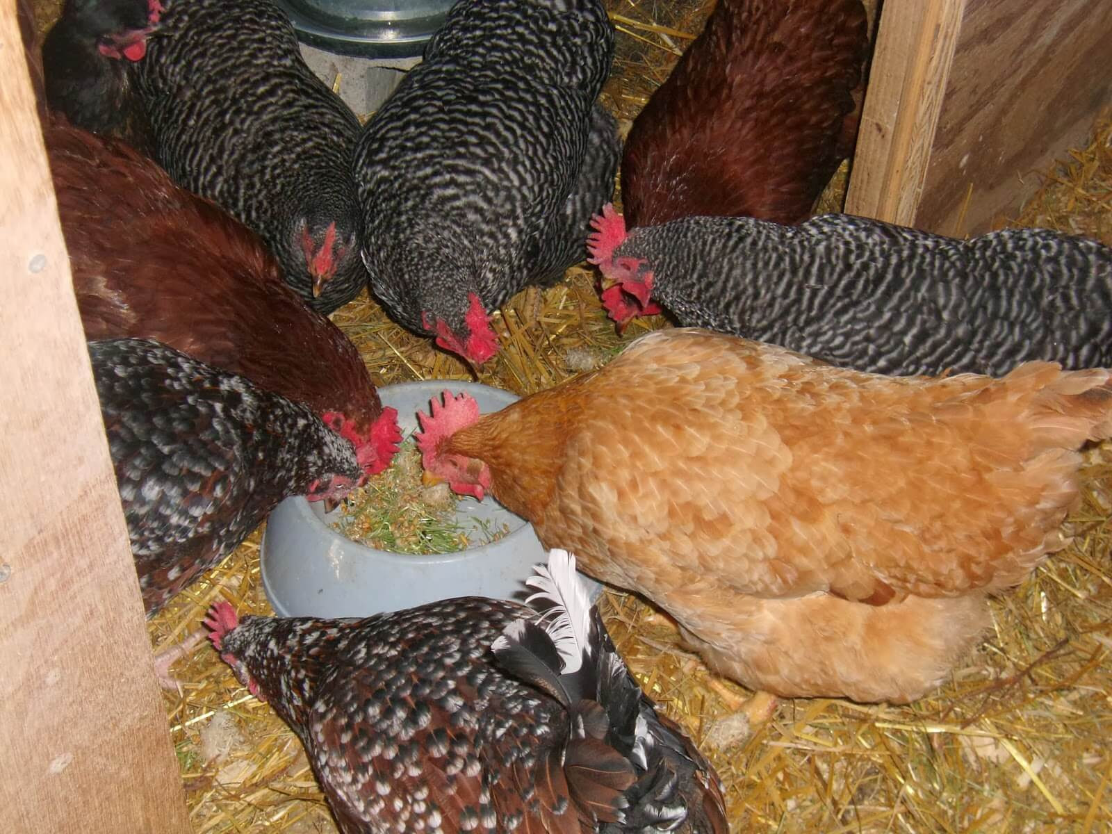 Detail Gambar Ayam Dan Makanannya Nomer 17