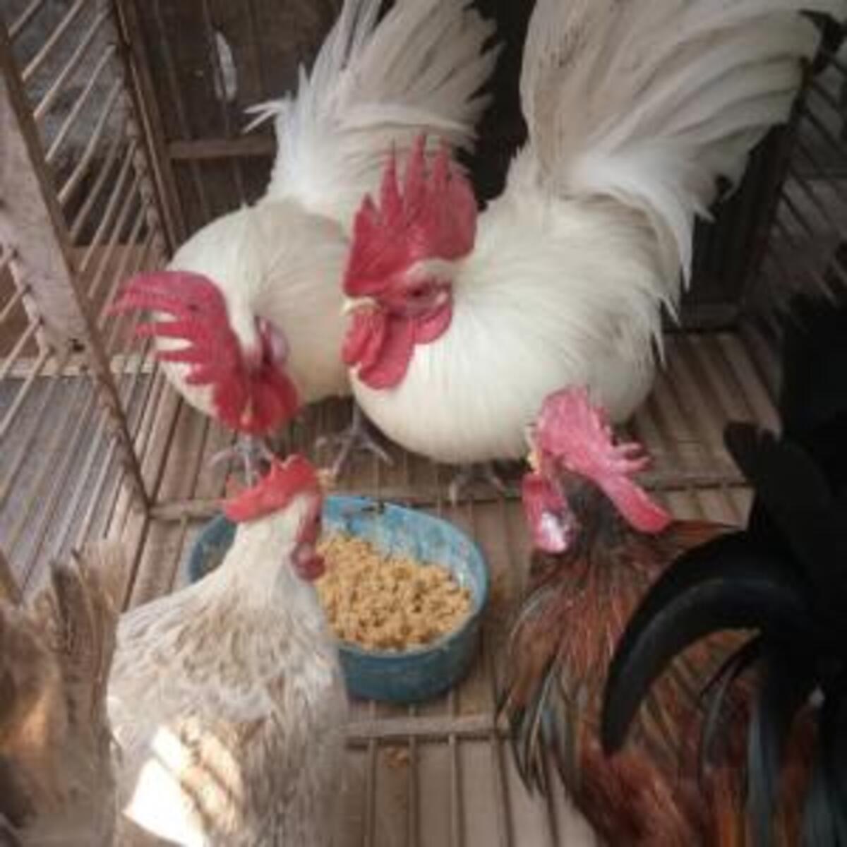 Detail Gambar Ayam Dan Makanannya Nomer 52