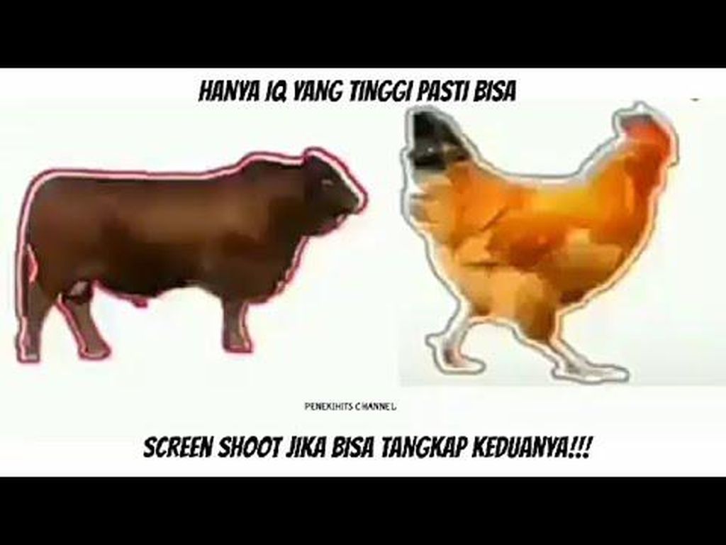 Detail Gambar Ayam Dan Sapi Nomer 23