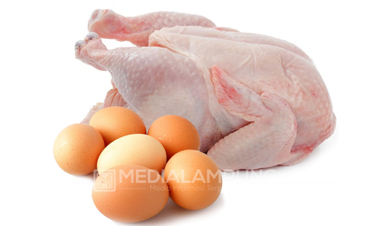 Detail Gambar Ayam Dan Telur Nomer 15