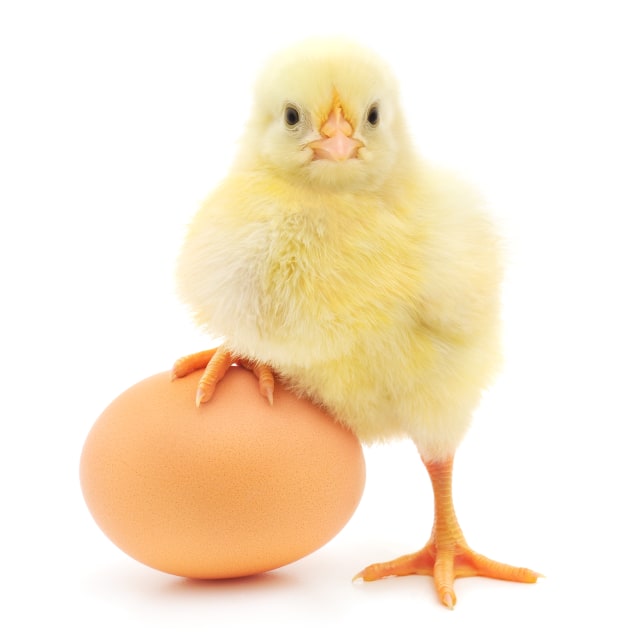 Detail Gambar Ayam Dan Telur Nomer 2