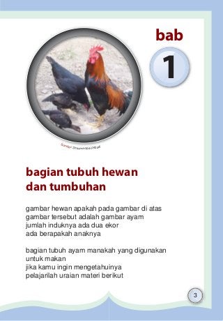 Detail Gambar Ayam Dengan Keterangan Bagian Bagiannya Nomer 18