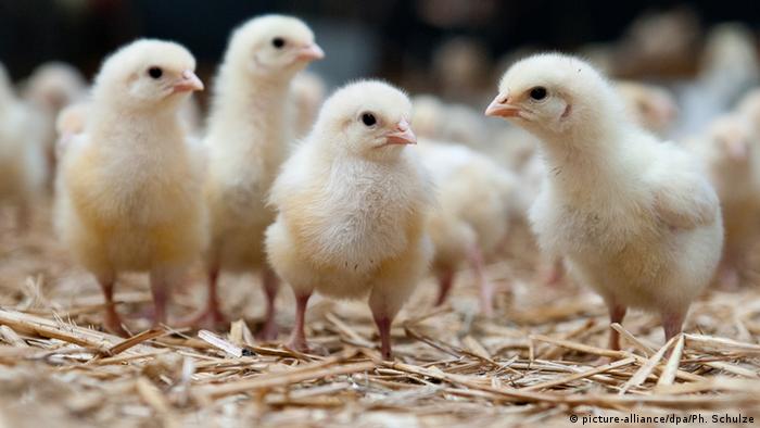 Detail Gambar Ayam Dengan Keterangan Bagian Bagiannya Nomer 40