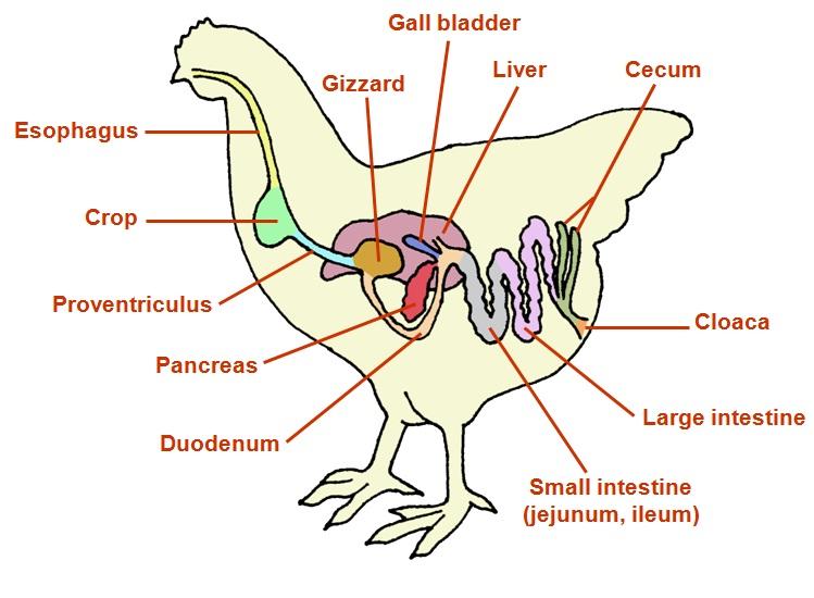 Detail Gambar Ayam Dengan Keterangan Bagian Bagiannya Nomer 4