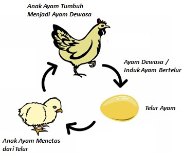 Detail Gambar Ayam Dewasa Nomer 27