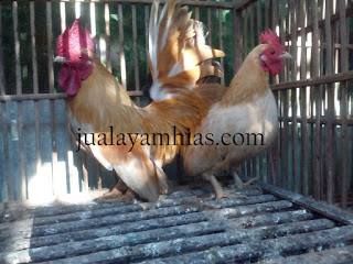 Detail Gambar Ayam Dewasa Nomer 42