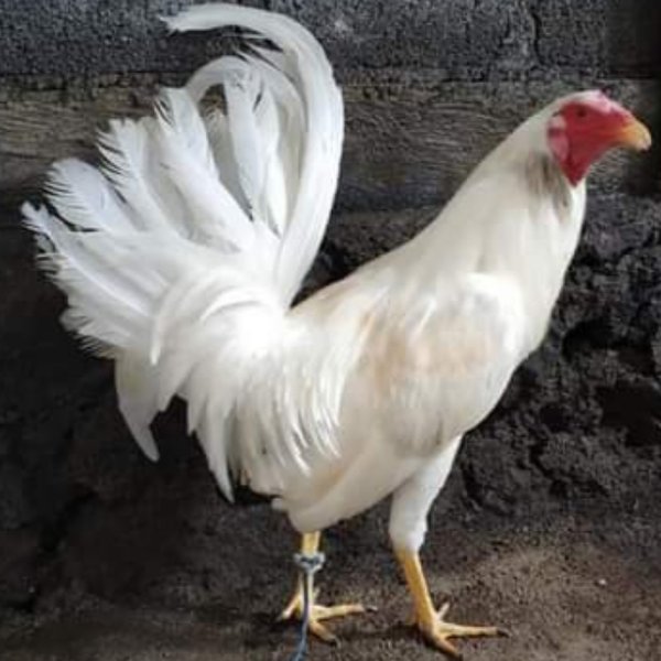 Gambar Ayam Filipin - KibrisPDR