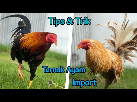 Detail Gambar Ayam Filipin Nomer 31