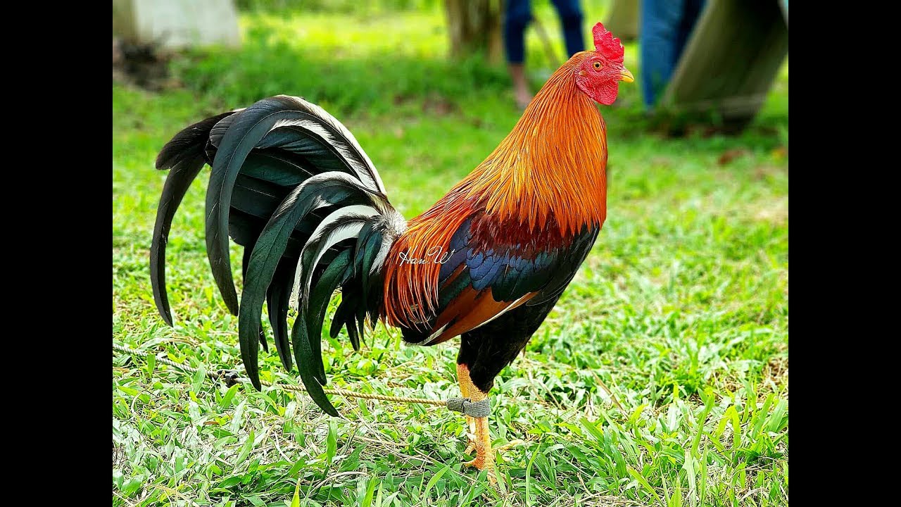 Detail Gambar Ayam Filipin Nomer 6