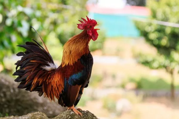 Detail Gambar Ayam Gambar Ayam Nomer 34