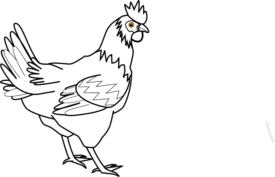 Detail Gambar Ayam Gambar Ayam Nomer 35