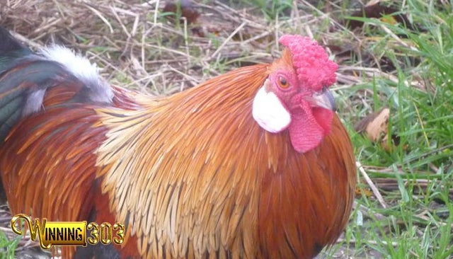 Gambar Ayam Hias Jengger Mawar - KibrisPDR