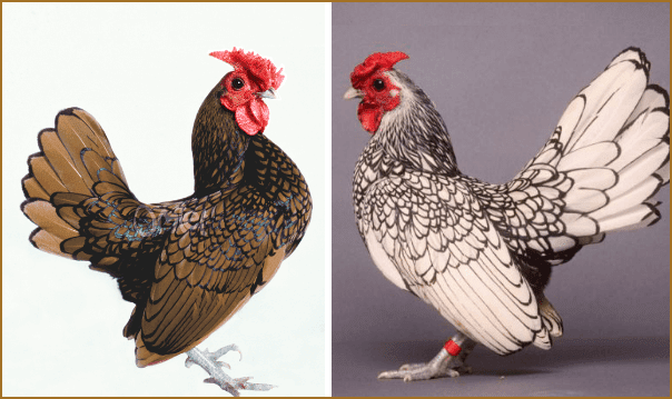 Detail Gambar Ayam Hias Jengger Mawar Nomer 28