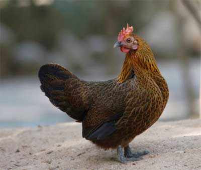 Detail Gambar Ayam Hias Jengger Mawar Nomer 29