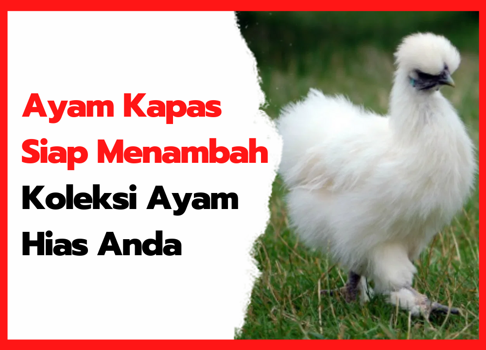 Detail Gambar Ayam Hias Jengger Mawar Nomer 35