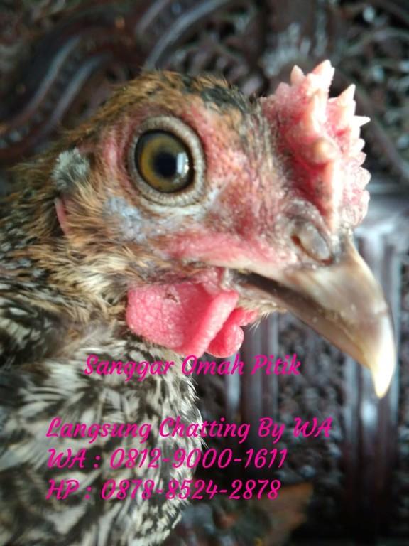 Detail Gambar Ayam Hias Jengger Mawar Nomer 10