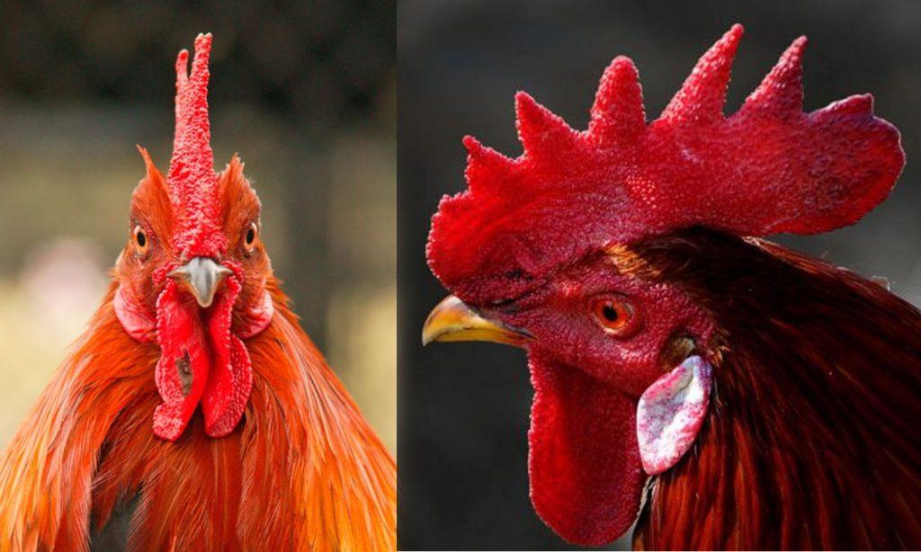 Detail Gambar Ayam Hias Jengger Mawar Gambar Ayam Hias Jengger Mawar Nomer 3