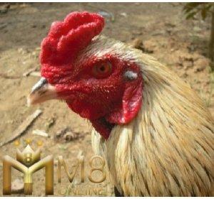 Detail Gambar Ayam Hias Jengger Mawar Gambar Ayam Hias Jengger Mawar Nomer 6