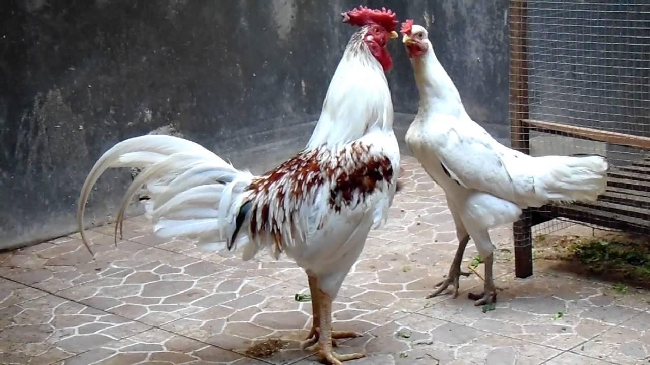 Detail Gambar Ayam Hias Jengger Mawar Gambar Ayam Hias Jengger Mawar Nomer 8