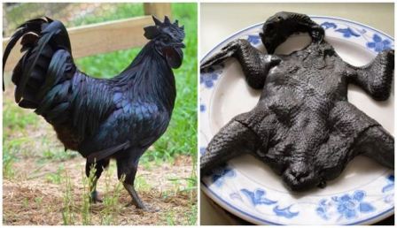 Detail Gambar Ayam Hitam Nomer 9