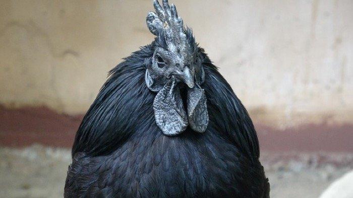 Detail Gambar Ayam Hitam Nomer 26