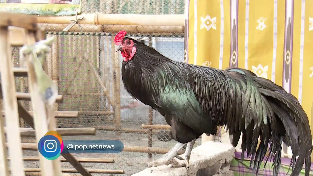 Detail Gambar Ayam Hitam Nomer 32