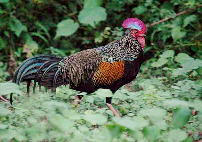 Gambar Ayam Hutan - KibrisPDR