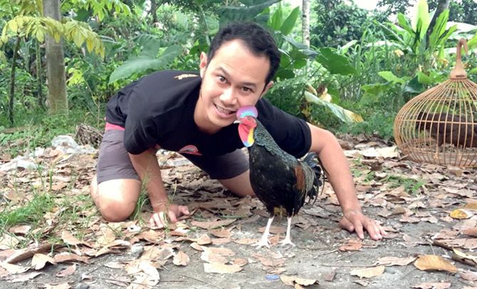 Detail Gambar Ayam Hutan Nomer 20