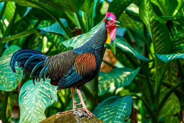 Detail Gambar Ayam Hutan Nomer 46