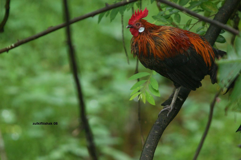 Detail Gambar Ayam Hutan Nomer 10