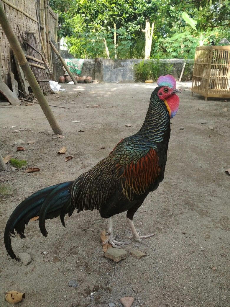 Detail Gambar Ayam Hutan Hijau Nomer 13