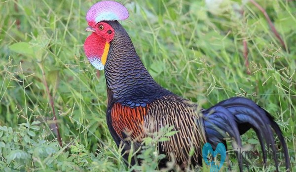 Detail Gambar Ayam Hutan Hijau Nomer 17