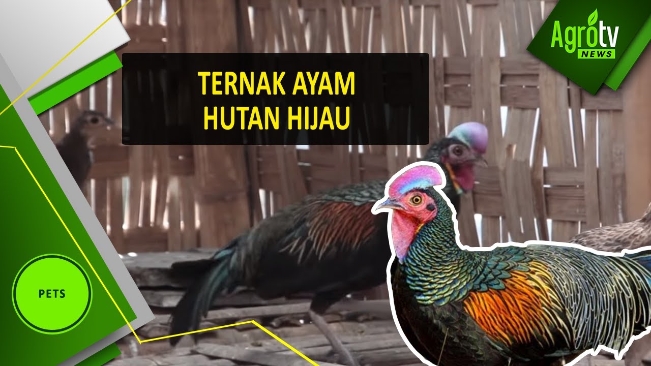 Detail Gambar Ayam Hutan Hijau Nomer 23