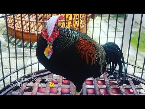 Detail Gambar Ayam Hutan Hijau Nomer 33