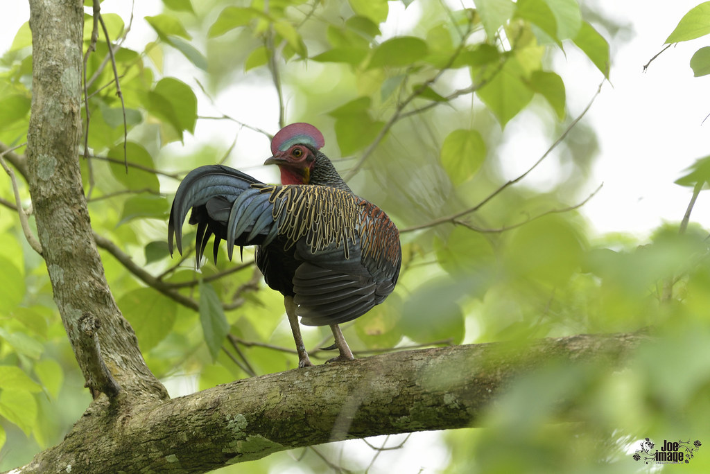 Detail Gambar Ayam Hutan Hijau Nomer 38