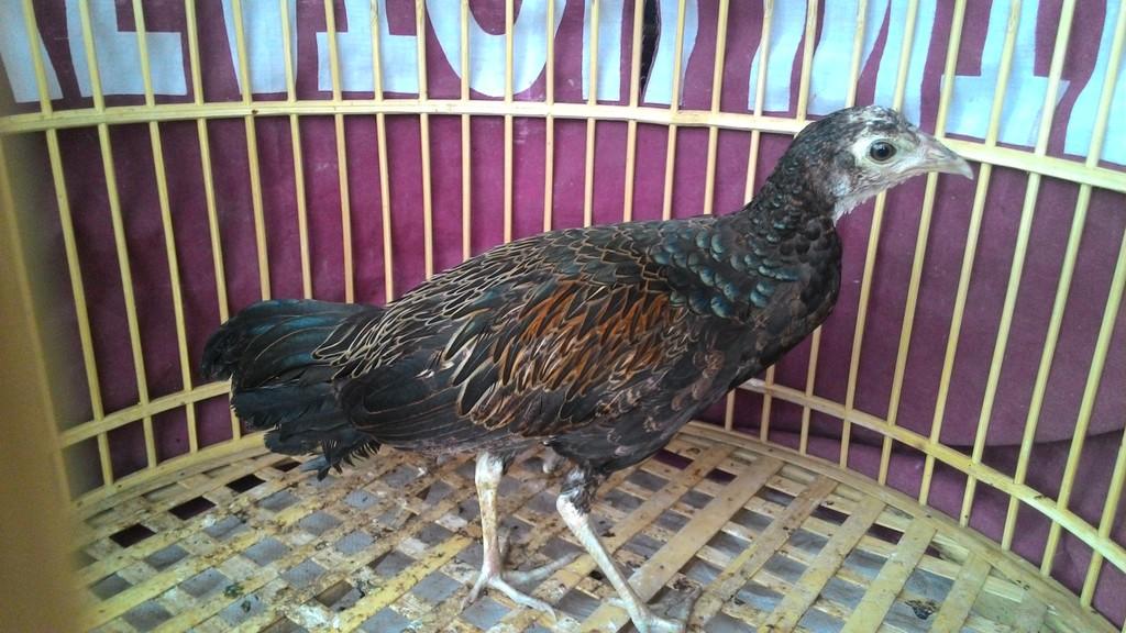 Detail Gambar Ayam Hutan Hijau Nomer 41