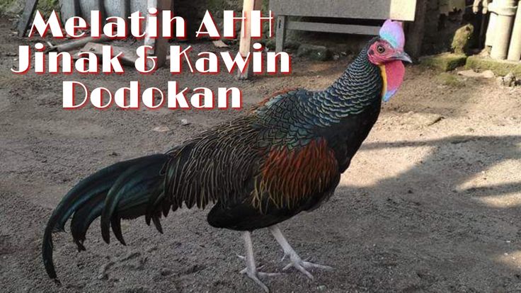 Detail Gambar Ayam Hutan Hijau Nomer 52