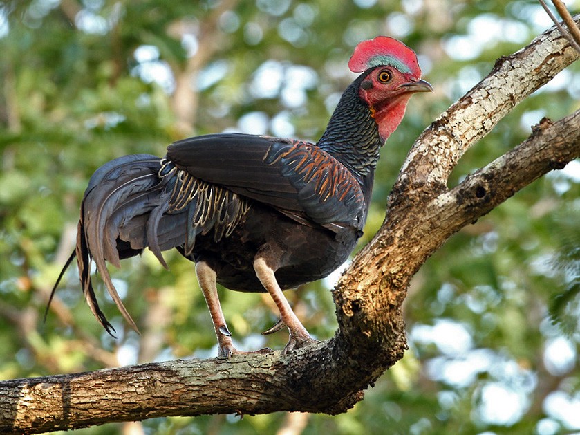 Detail Gambar Ayam Hutan Hijau Nomer 8