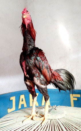 Detail Gambar Ayam Jago Nomer 33