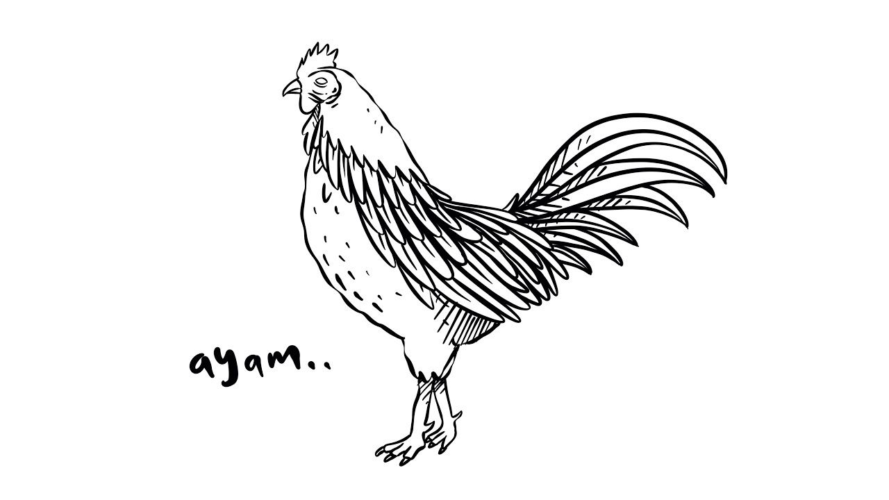 Detail Gambar Ayam Jago Nomer 35