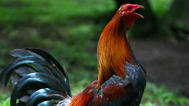Detail Gambar Ayam Jago Berkokok Nomer 38