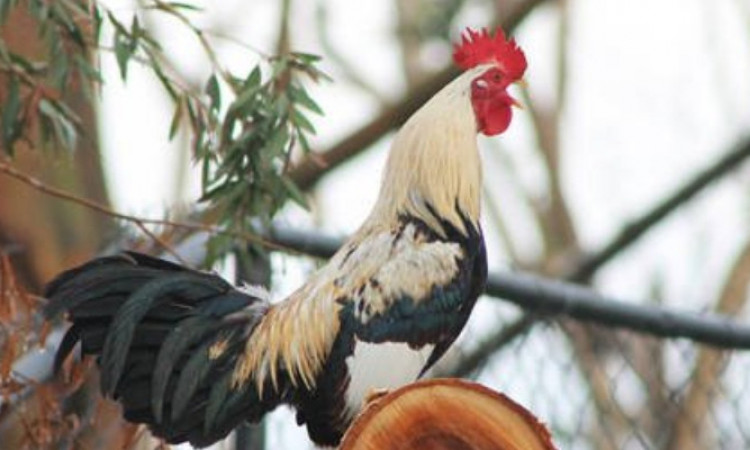 Detail Gambar Ayam Jago Berkokok Nomer 41