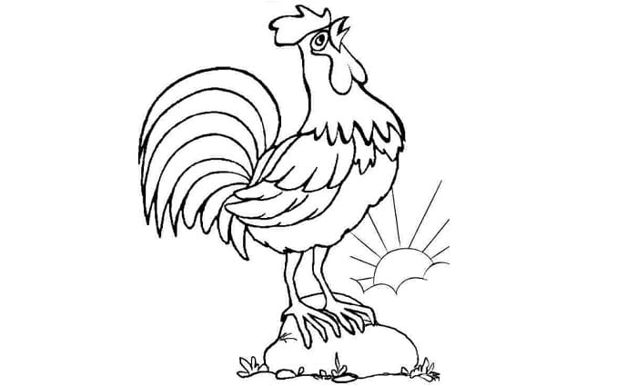 Detail Gambar Ayam Jago Hitam Putih Nomer 12