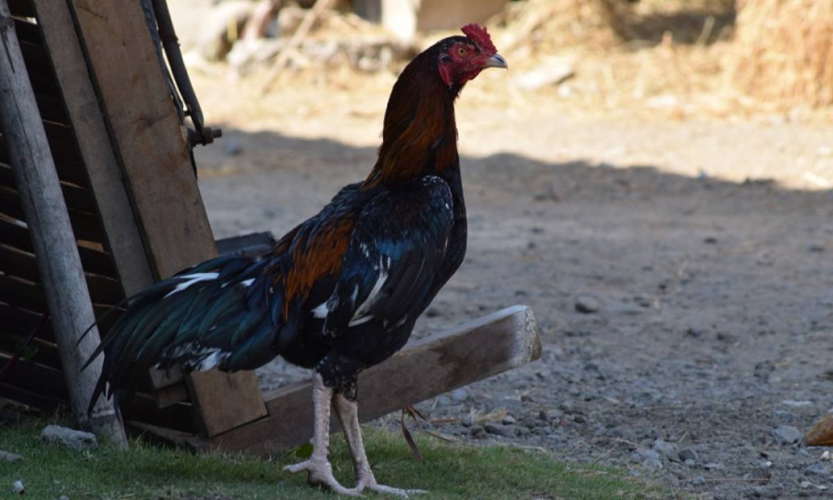 Detail Gambar Ayam Jago Hitam Putih Nomer 35