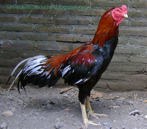 Detail Gambar Ayam Jago Hitam Putih Nomer 36