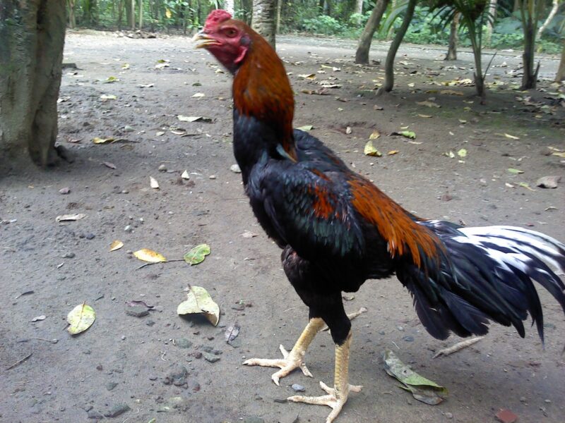 Detail Gambar Ayam Jago Jawara Nomer 12