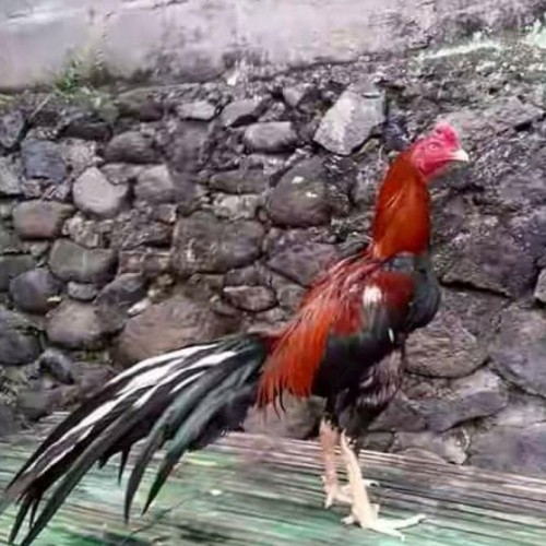 Detail Gambar Ayam Jago Jawara Nomer 15